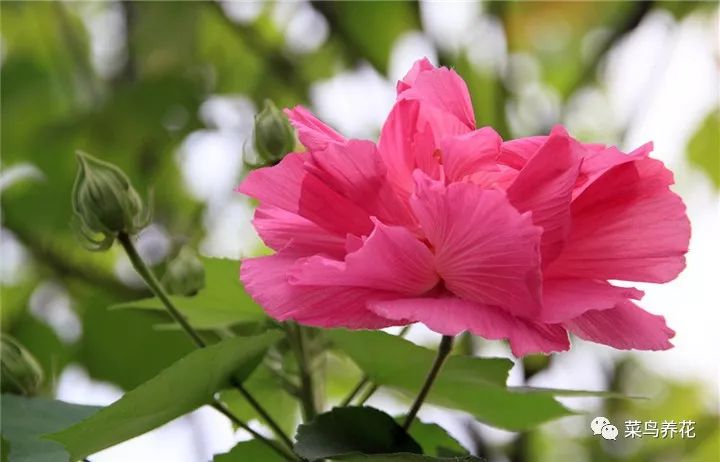 经霜愈盛的木芙蓉花 夏日水仙 夏水仙 那一抹紫色 紫苜蓿 菜鸟养花 微信公众号文章阅读 Wemp