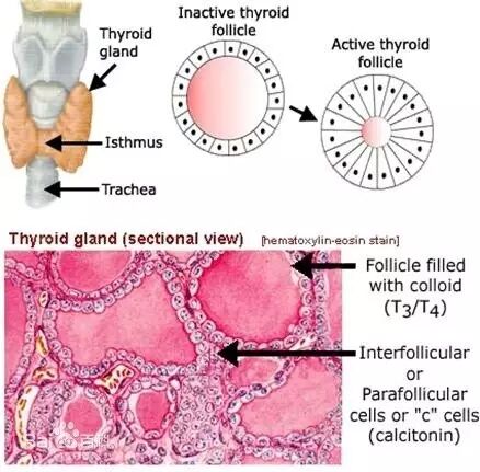 药师科普I甲减患者服用他汀类降脂药的注意事项