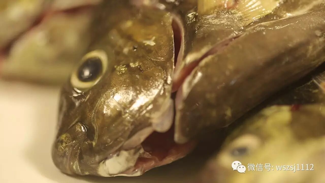 原来去掉泥鯭的泥味这么简单!中国烹饪名师强哥教路,赶紧存起来