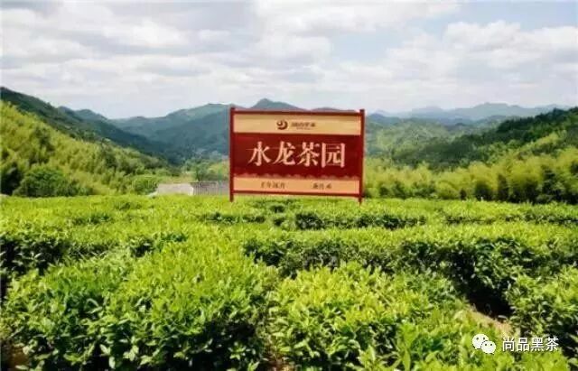 公司生产的华莱健牌黑茶是最正宗最好的产品