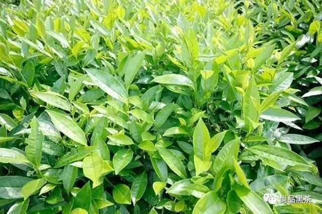 黑茶：冻龄不是梦，这才是我保养的秘诀