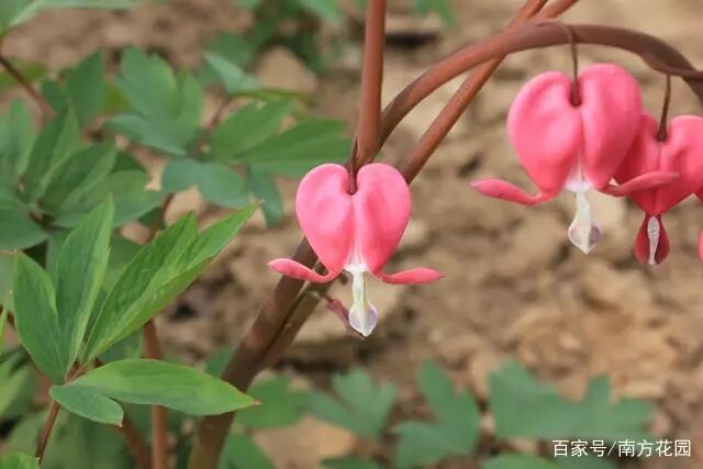 这4种 开花机器 冬天不怕冷 1盆能开100朵花 居家生活小妙计 微信公众号文章阅读 Wemp