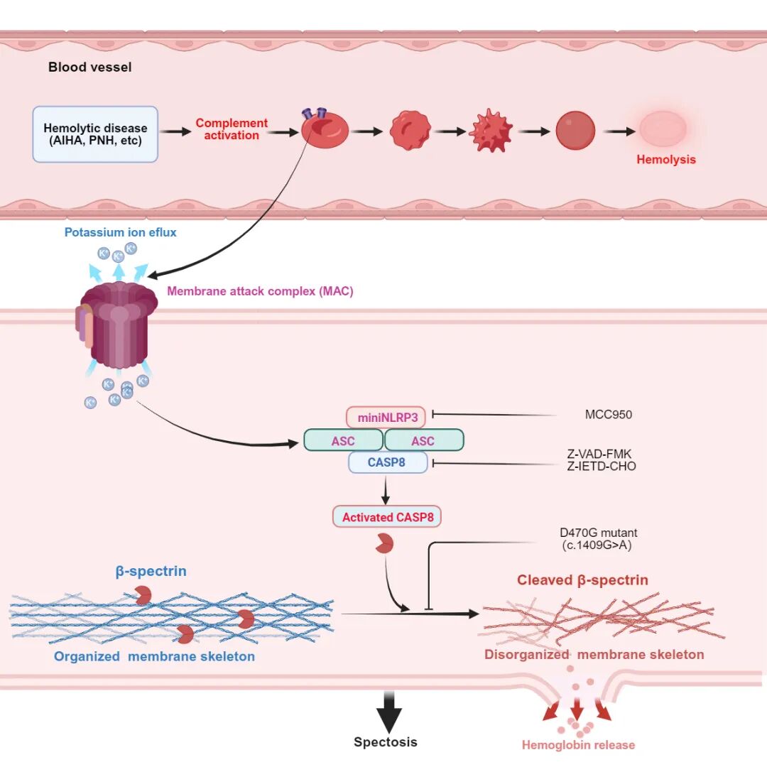 图二 补体信号途径介导spectosis的分子机制.jpg