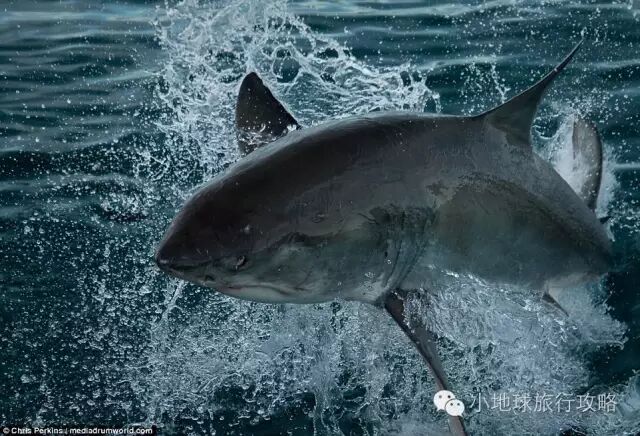 可以让鲨鱼群随时吃到饱.
