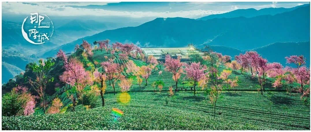 大冬天的在云南赏花，我服了！