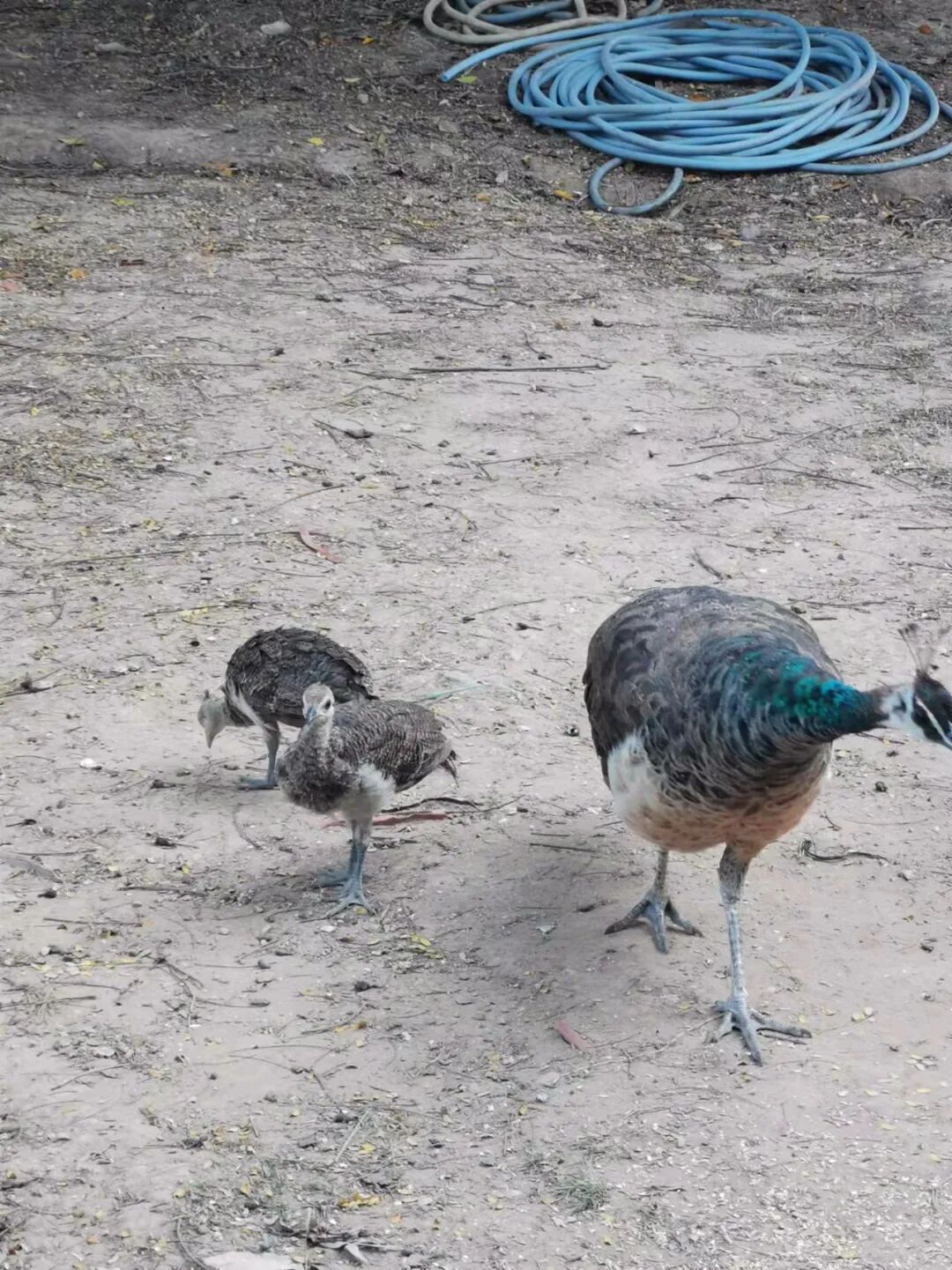 �������½����صأ�������ô�棿