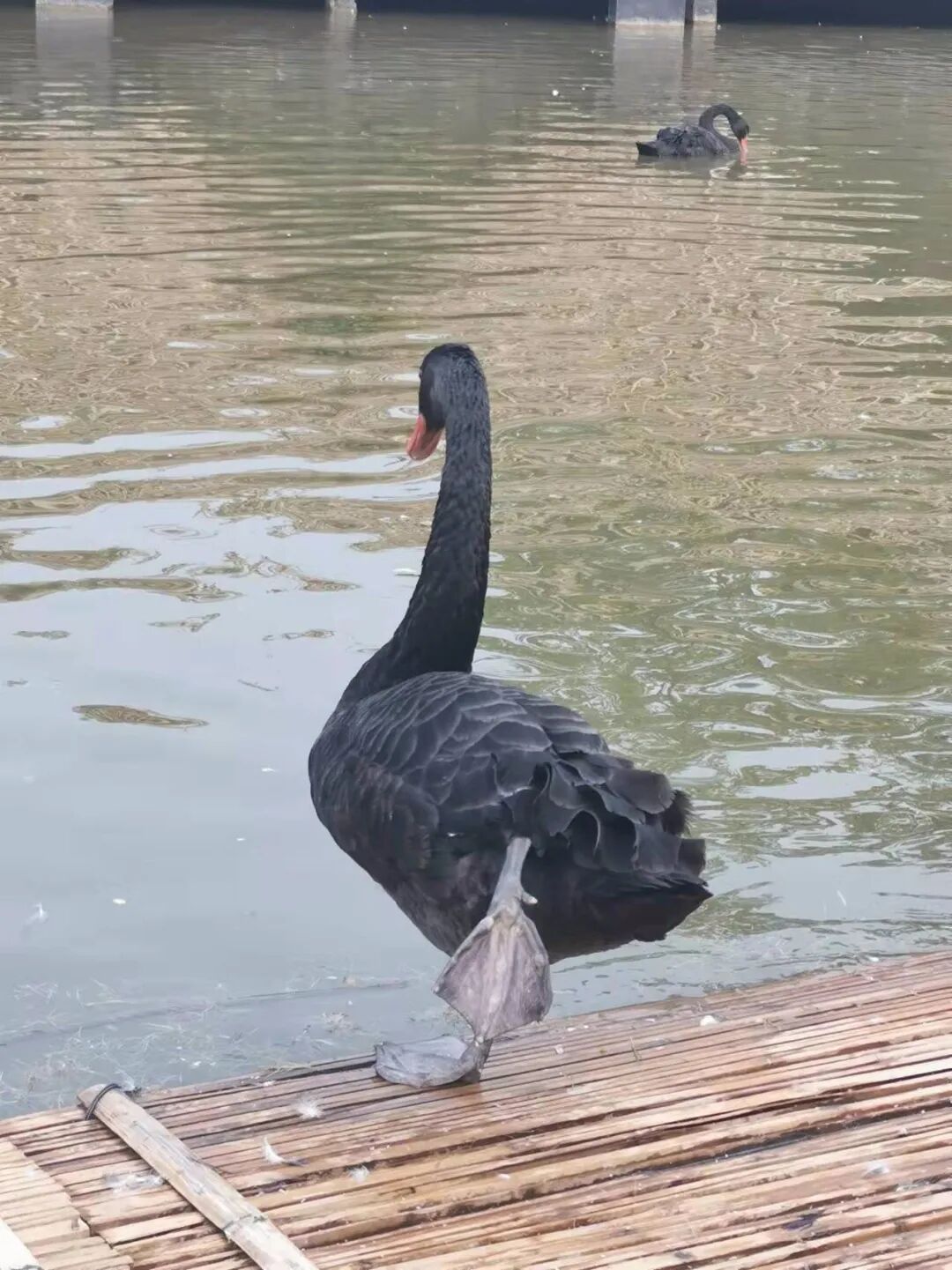 �������½����صأ�������ô�棿