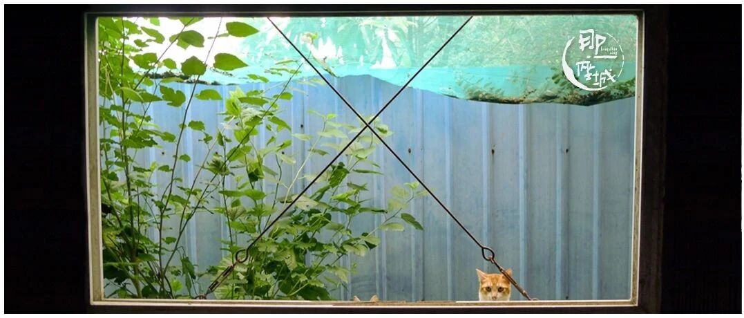 东莞，让她们不再流浪。