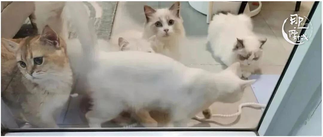 深圳上门喂养：春节收入过万，陪200只猫过年