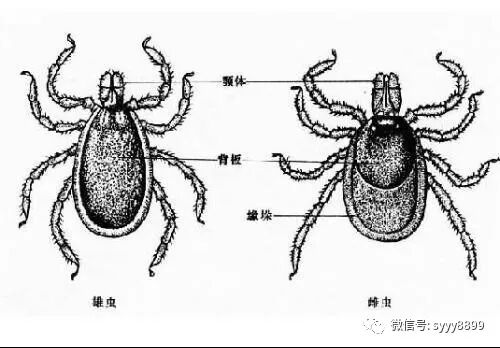 敖特爾提示您：春暖花開(kāi)不忘驅(qū)蟲（二）