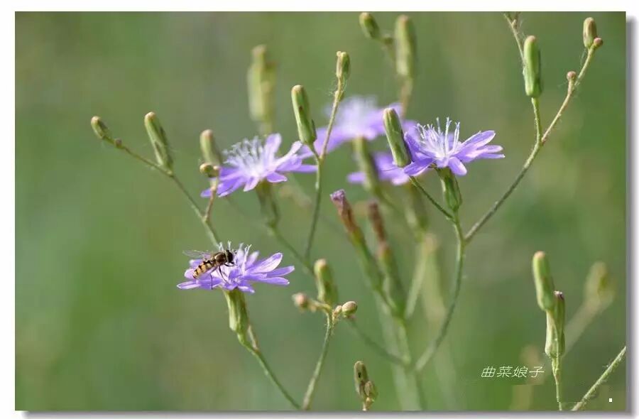 涨知识——户外常见的20种有毒植物