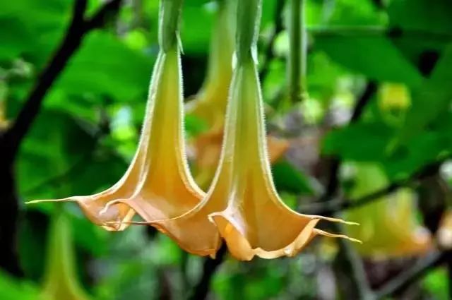 涨知识——户外常见的20种有毒植物