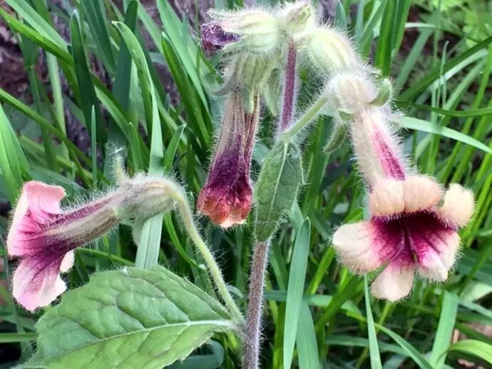 涨知识——户外常见的20种有毒植物