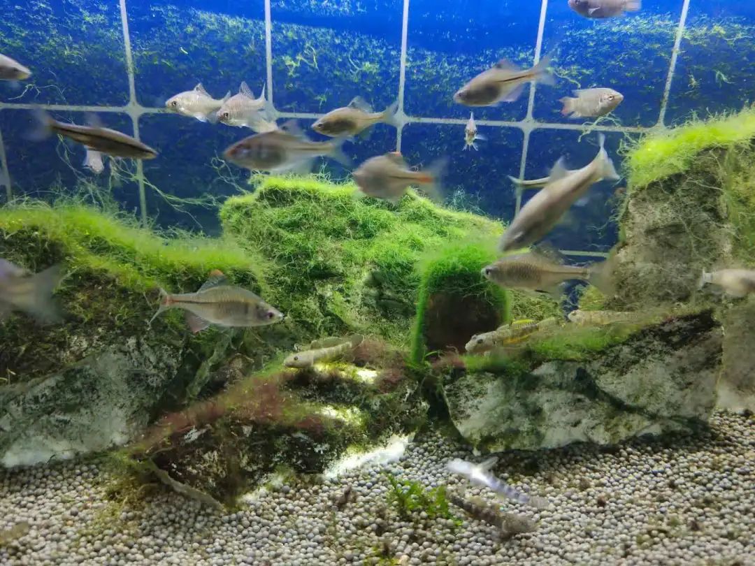 鱼缸造景 风水_鱼缸造景教程_造景鱼缸水泵