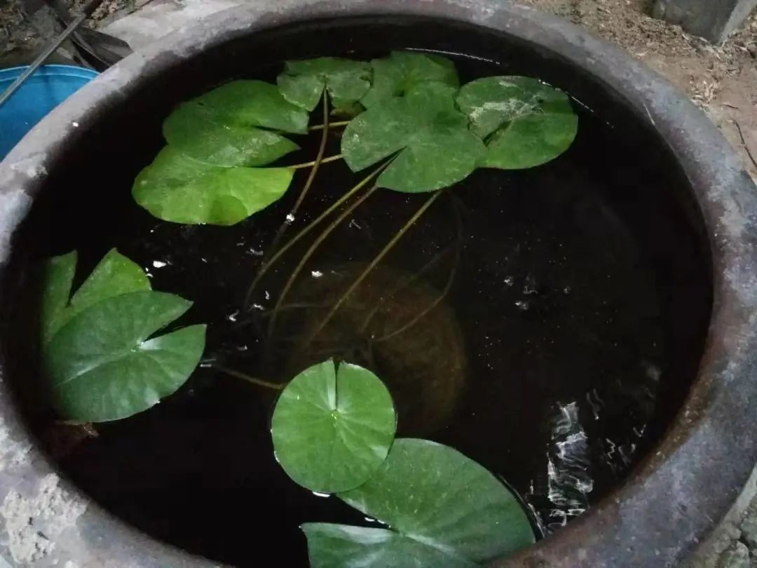 水族知识