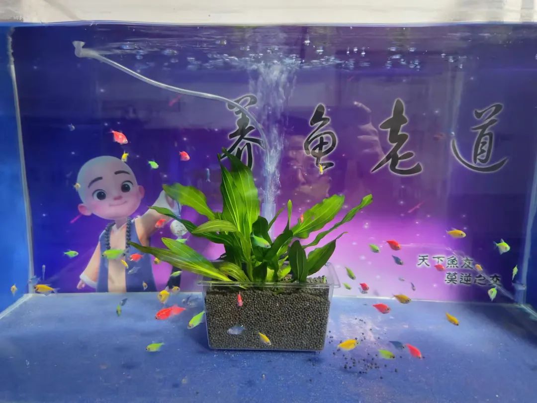 底层鱼缸造景图片_底层鱼缸造景图_底层鱼缸造景图片欣赏