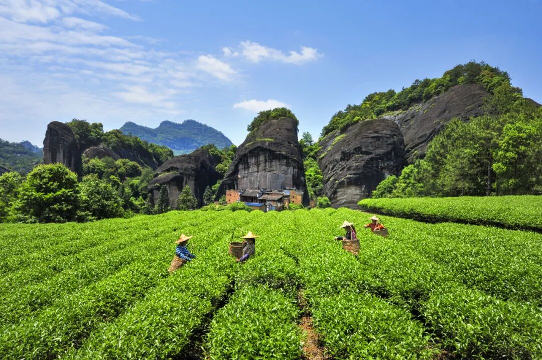 这里是福建丨来大美南平品五福之妙
