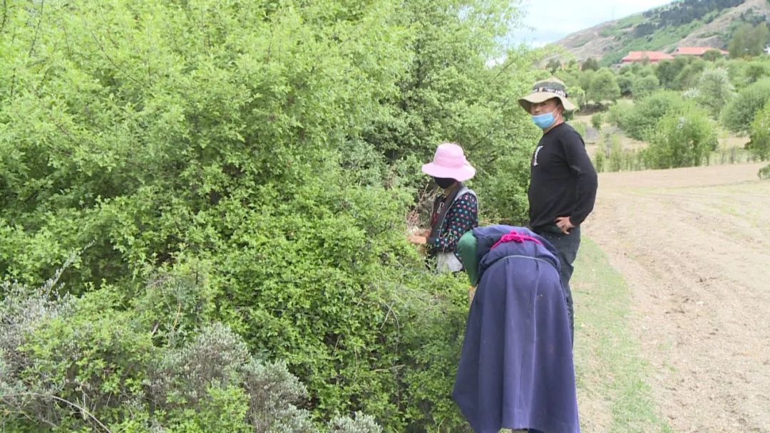 致富经黄_致富黄花_致富黄金叶