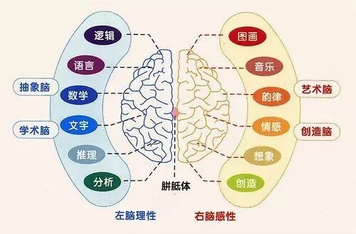 什么是全脑开发教育？全脑开发有什么好处？