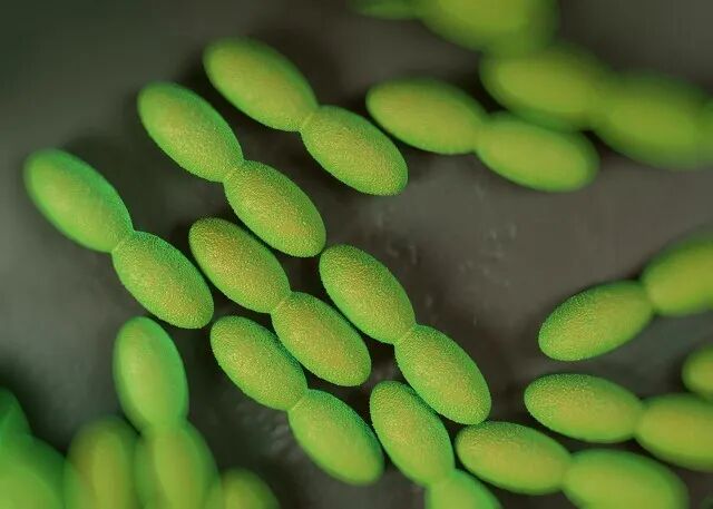 酵素菌种入门：让你“吃醋”的醋酸菌！(图3)