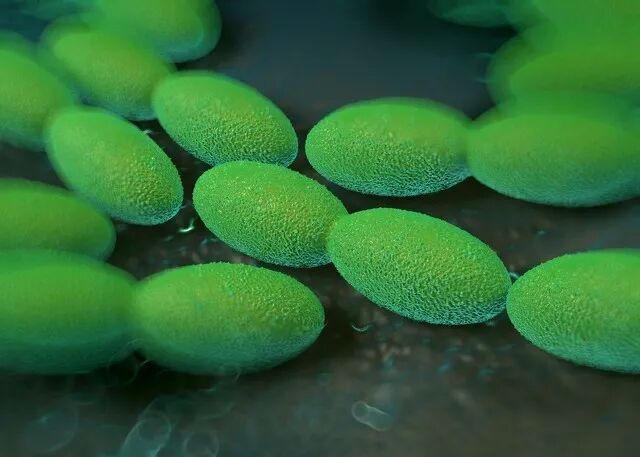 酵素菌种入门：让你“吃醋”的醋酸菌！(图2)