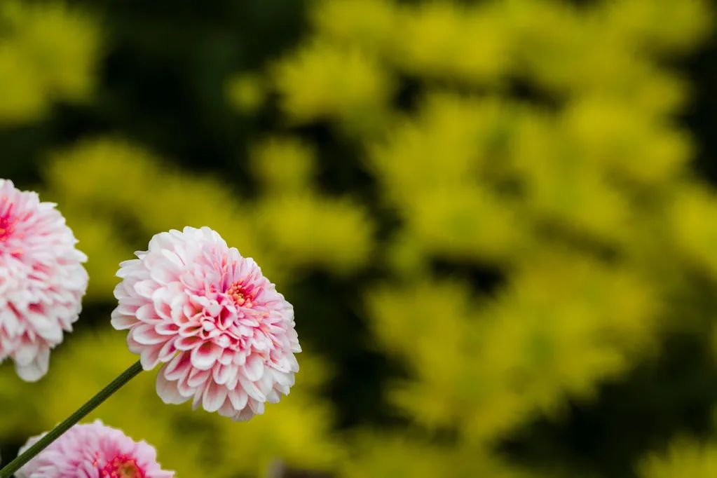 作家美文 重阳节 季节柳 全网搜