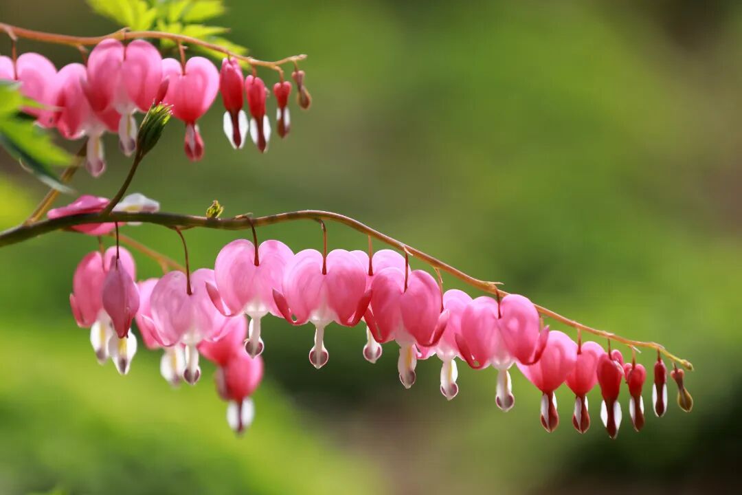牡丹花开春满园  摄影 万善朝 (9)(3474718)-20250409090947.JPG