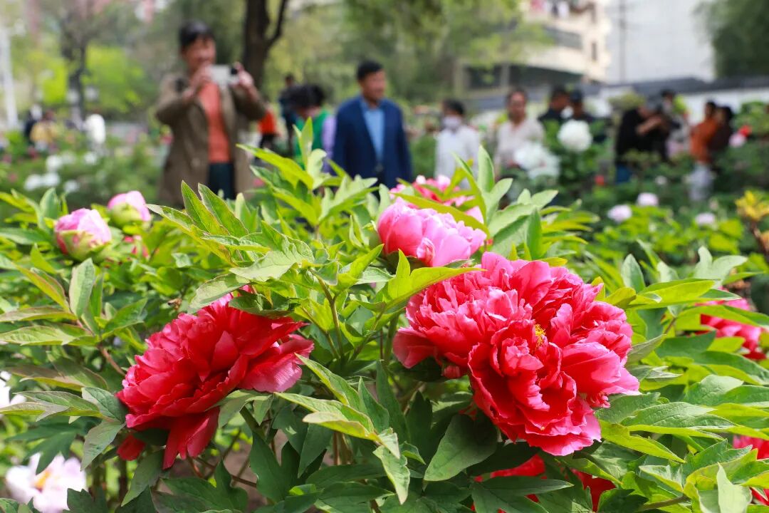 牡丹花开春满园  摄影 万善朝 (1)(3474710)-20250409090857.JPG