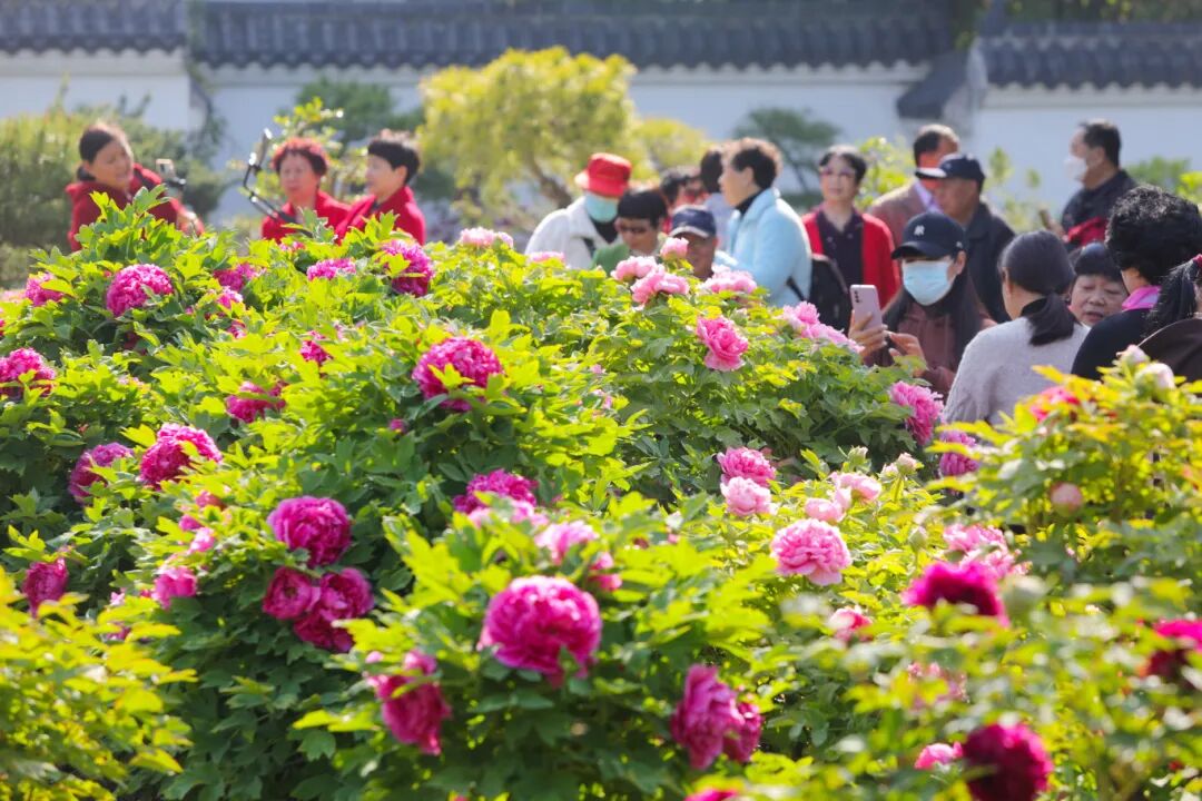 牡丹花开引客来 摄影 万善朝 (2)(2002372)-20250401161547.JPG