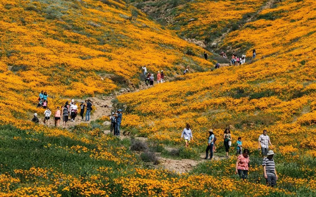2019 南加州十大免费赏花景点推荐 2019 南加州十大免费赏花景点推荐
