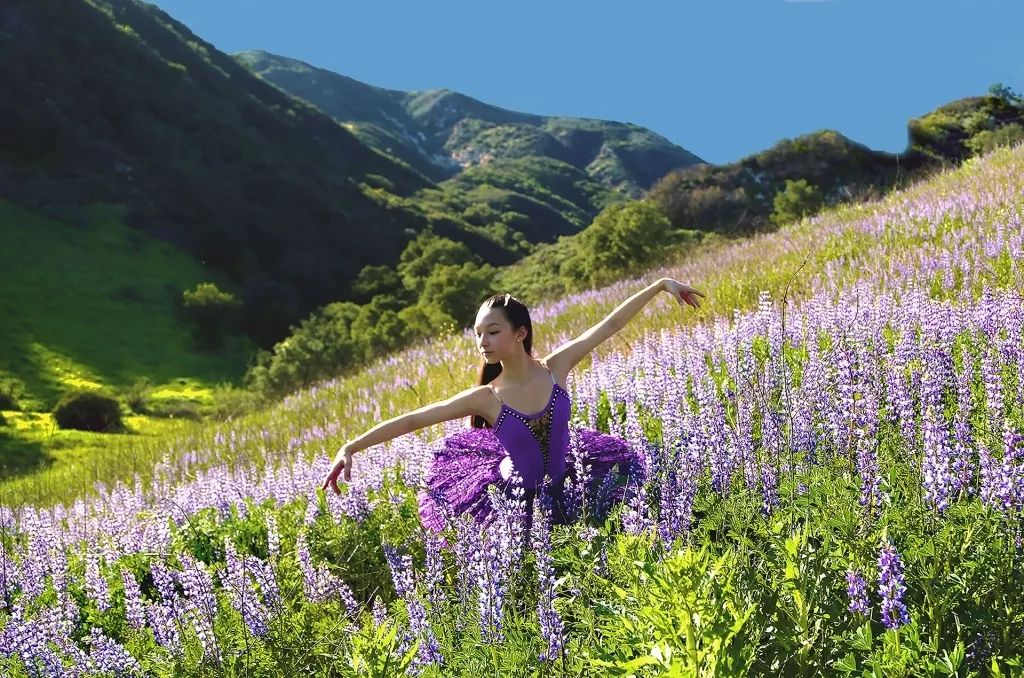 2019 南加州十大免费赏花景点推荐 2019 南加州十大免费赏花景点推荐