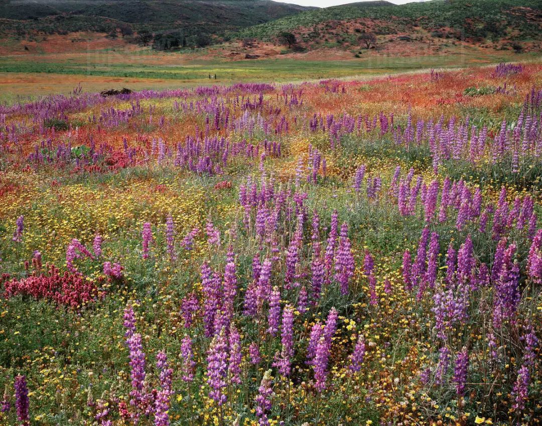 2019 南加州十大免费赏花景点推荐 2019 南加州十大免费赏花景点推荐