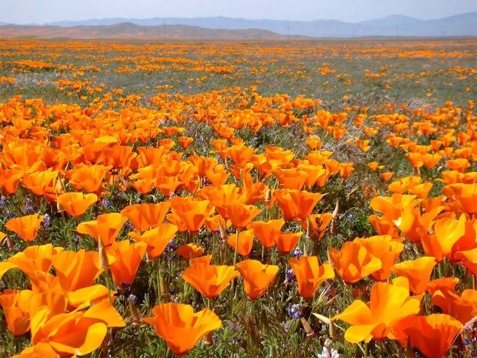2019 南加州十大免费赏花景点推荐 2019 南加州十大免费赏花景点推荐