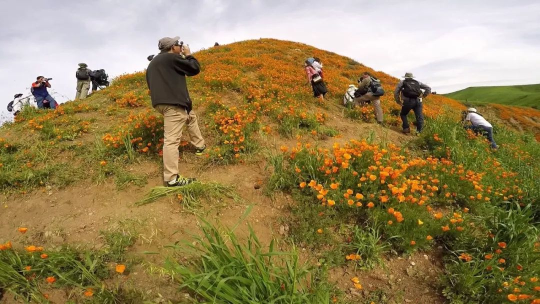 2019 南加州十大免费赏花景点推荐 2019 南加州十大免费赏花景点推荐