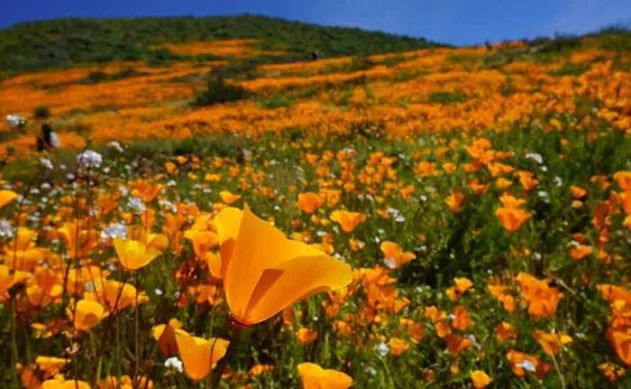 2019 南加州十大免费赏花景点推荐 2019 南加州十大免费赏花景点推荐