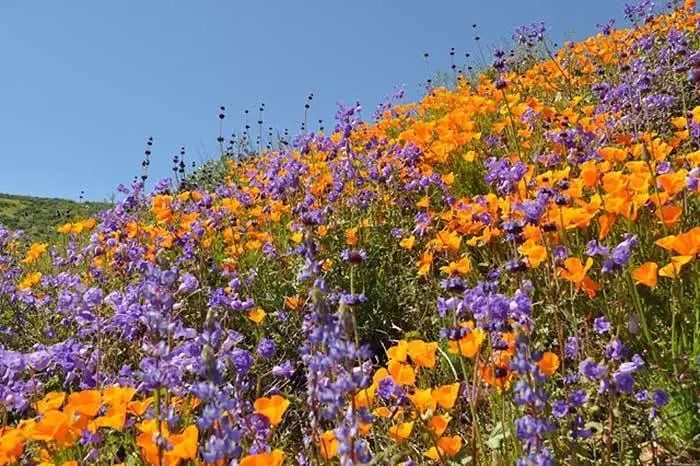 2019 南加州十大免费赏花景点推荐 2019 南加州十大免费赏花景点推荐