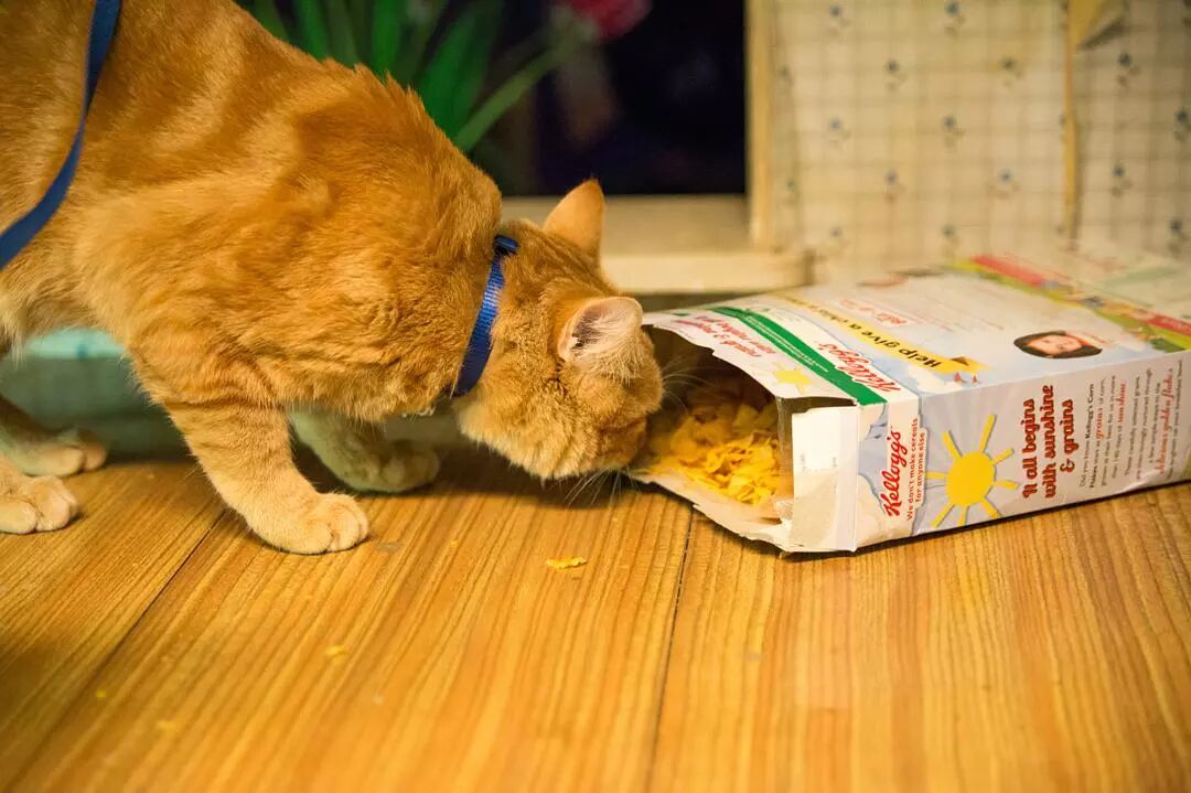 连凯特王妃也拜倒的神奇橘猫！ - 恒业影城北京IMAX店 微信公众号文章 