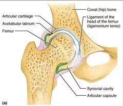 六一儿童节提醒：孩子玩的太疯，小心滑膜炎！