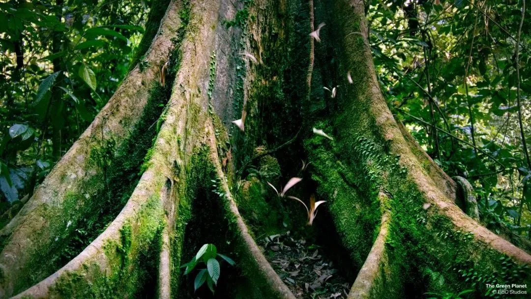 世界生存_世间生物生存_世界中的生存之道