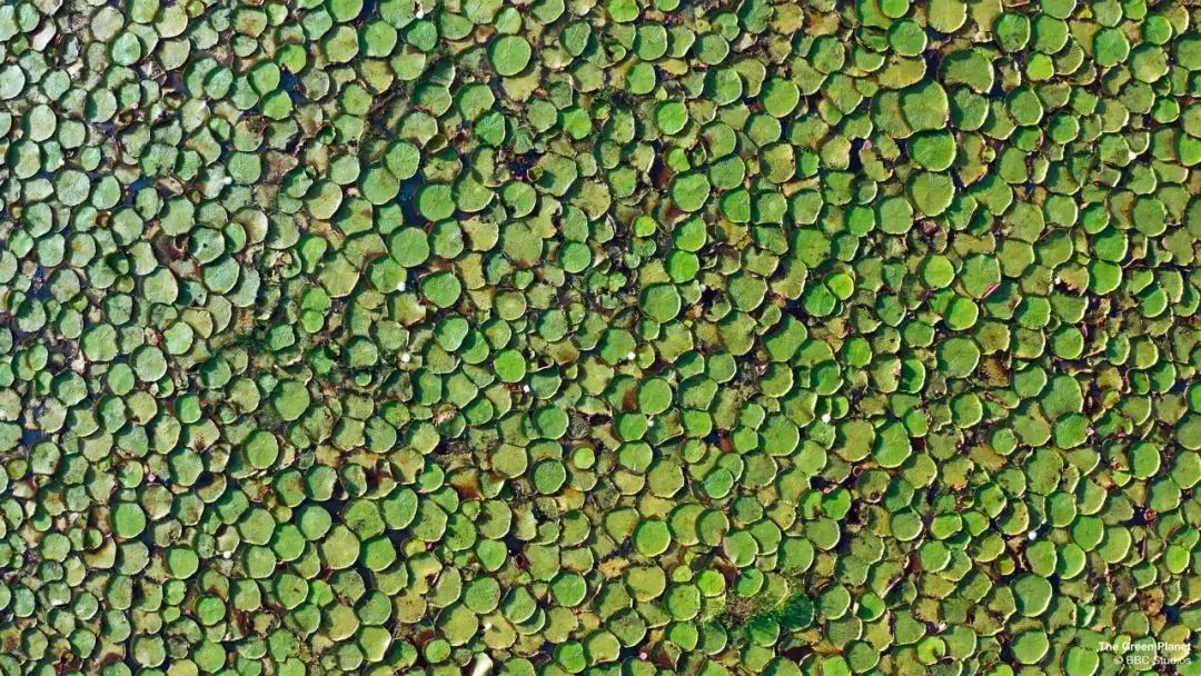 世界生存_世间生物生存_世界中的生存之道