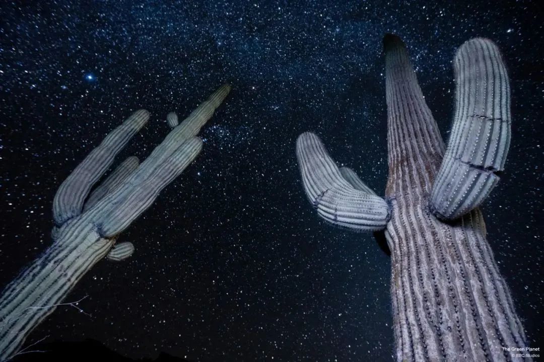 世界生存_世界中的生存之道_世间生物生存