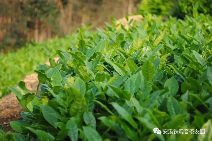 6茶樹翻新鐵觀音為了保證茶葉品質與營養豐富,鐵觀音茶樹的最佳茶齡為