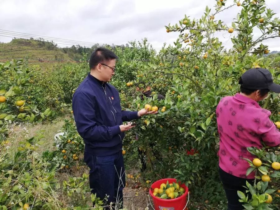 精準扶貧上寨模式消費扶貧真給力看城口上寨村如何助力農民脫貧致富