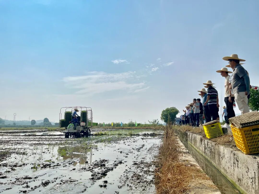仁化县举办水稻有序机械抛秧观摩现场会