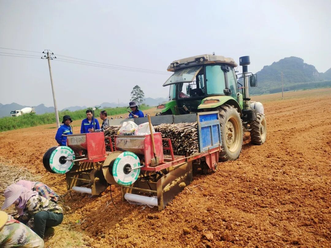 崇左市引进泰国甘蔗机械化种植模式