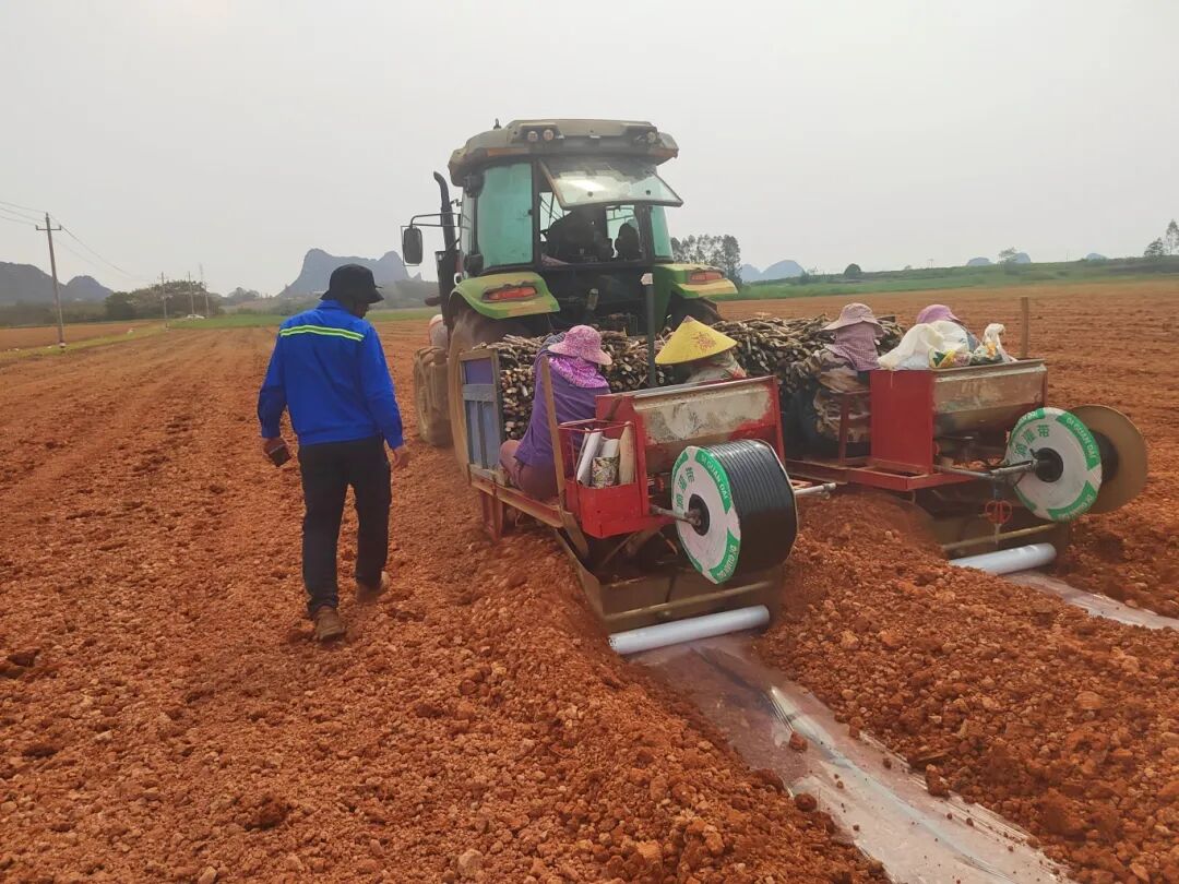 崇左市引进泰国甘蔗机械化种植模式