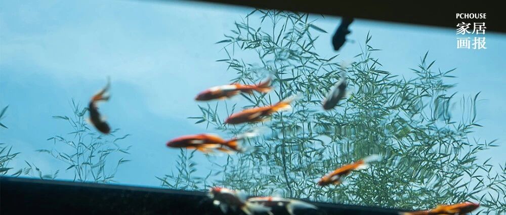 460㎡自然之宅 | 抬头是天井玻璃鱼池，低头是流动的光影