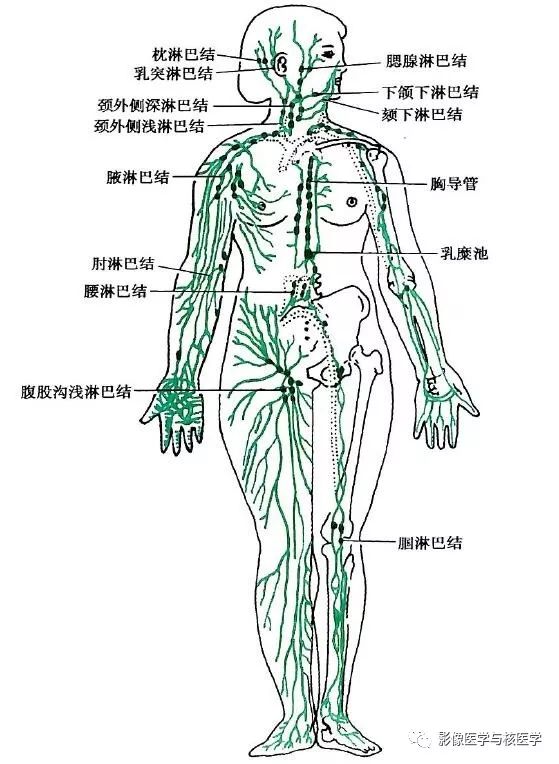 解剖 胸部淋巴结全解1 影像医学与核医学 微信公众号文章阅读 Wemp