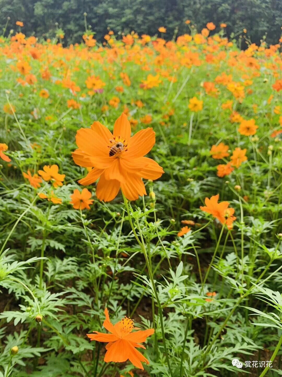 黄秋英 别名 硫华菊 硫磺菊 波丝菊 枫茅草 合好乌 黄波斯菊 黄花波斯菊 菊科 秋英属 赏花识花 微信公众号文章阅读
