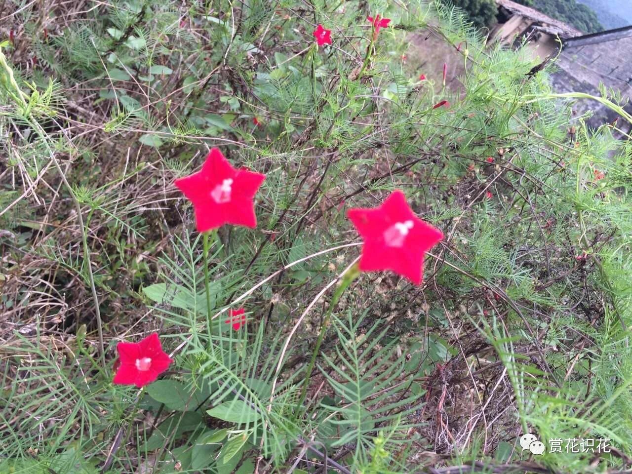 茑 音鸟 萝 旋花科 茑萝属 诗经 云 茑为女萝 施于松柏 意喻兄弟亲戚相互依附 茑即桑寄生 女萝即菟 音兔 丝子 二者都是寄生于松柏的植物 茑 萝之形态颇似茑与女萝 故合二名以名之 又名茑萝松 羽叶茑萝 锦屏封